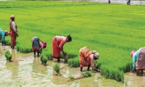 State sees big spike in fine rice output thanks to Rs 500 bonus