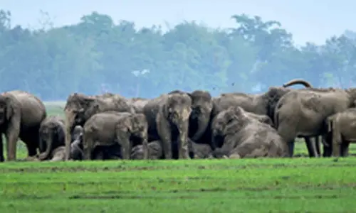 Jumbo deaths: MP govt planning major reshuffle of Bandhavgarh Tiger Reserve staff