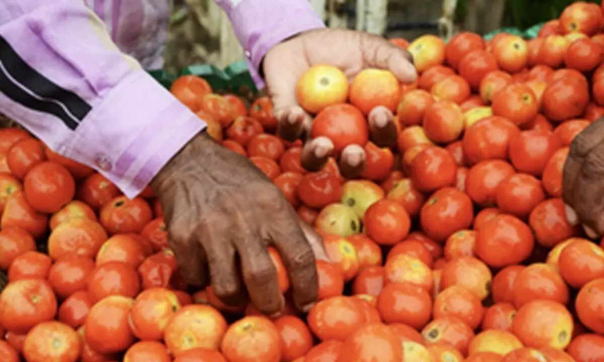 Tomato prices drop 22.5 pc as flow of fresh crop picks up pace