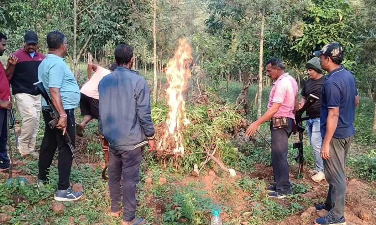 Police destroy ganja plantation