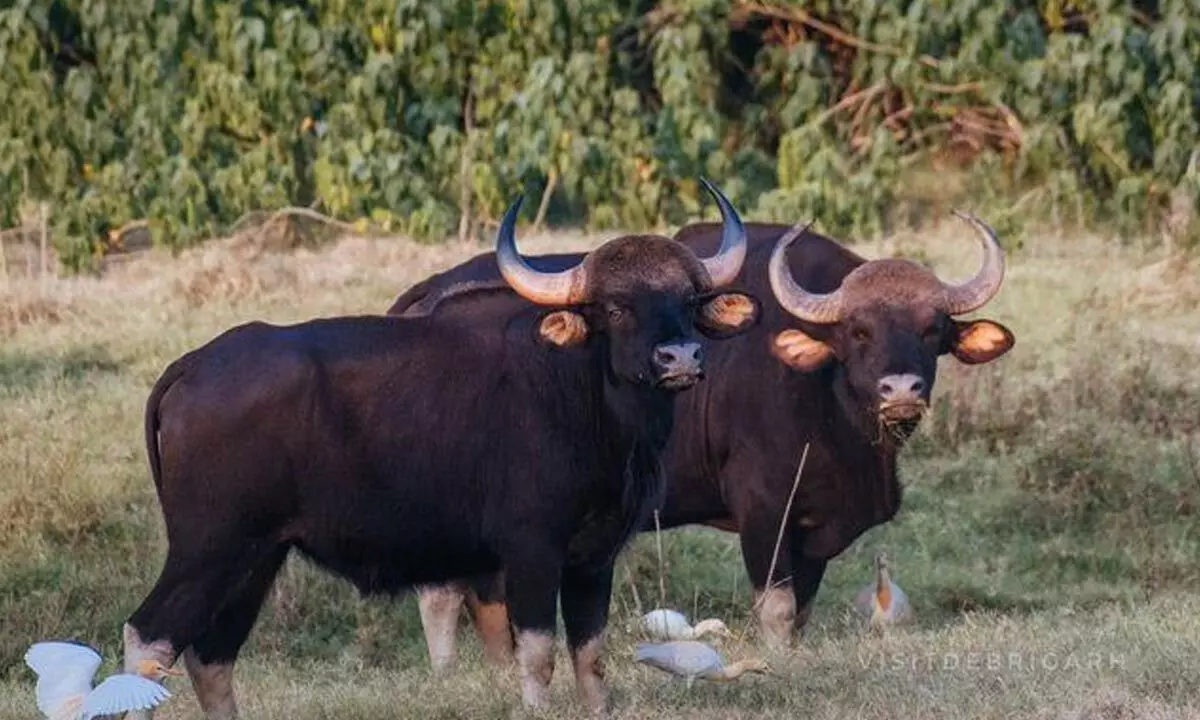 659 Indian Bison enumerated at Debrigarh