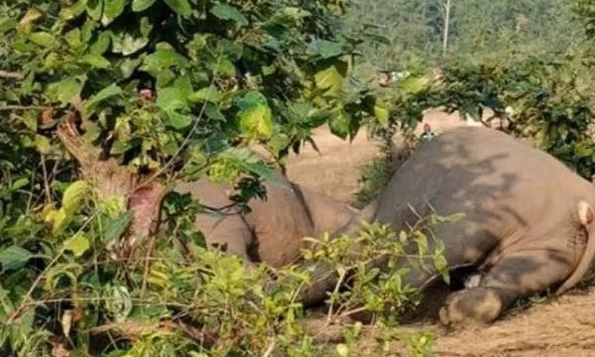 3 elephants electrocuted in Sambalpur