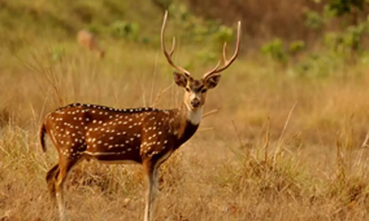 Bihar: Spotted deer dies due to heart attack in Banka district