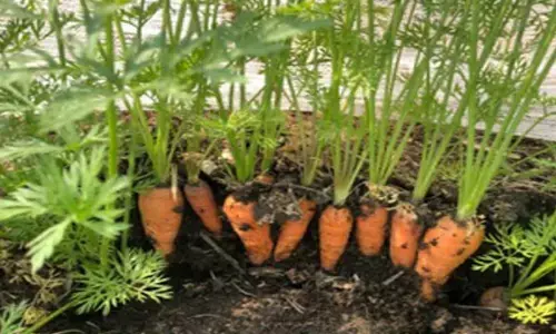 Two vegetable varieties of Himachal varsity get national recognition