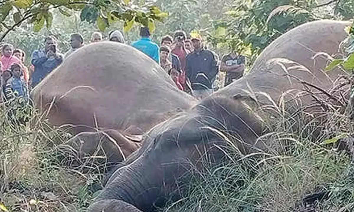 Three elephants found dead in Sambalpur