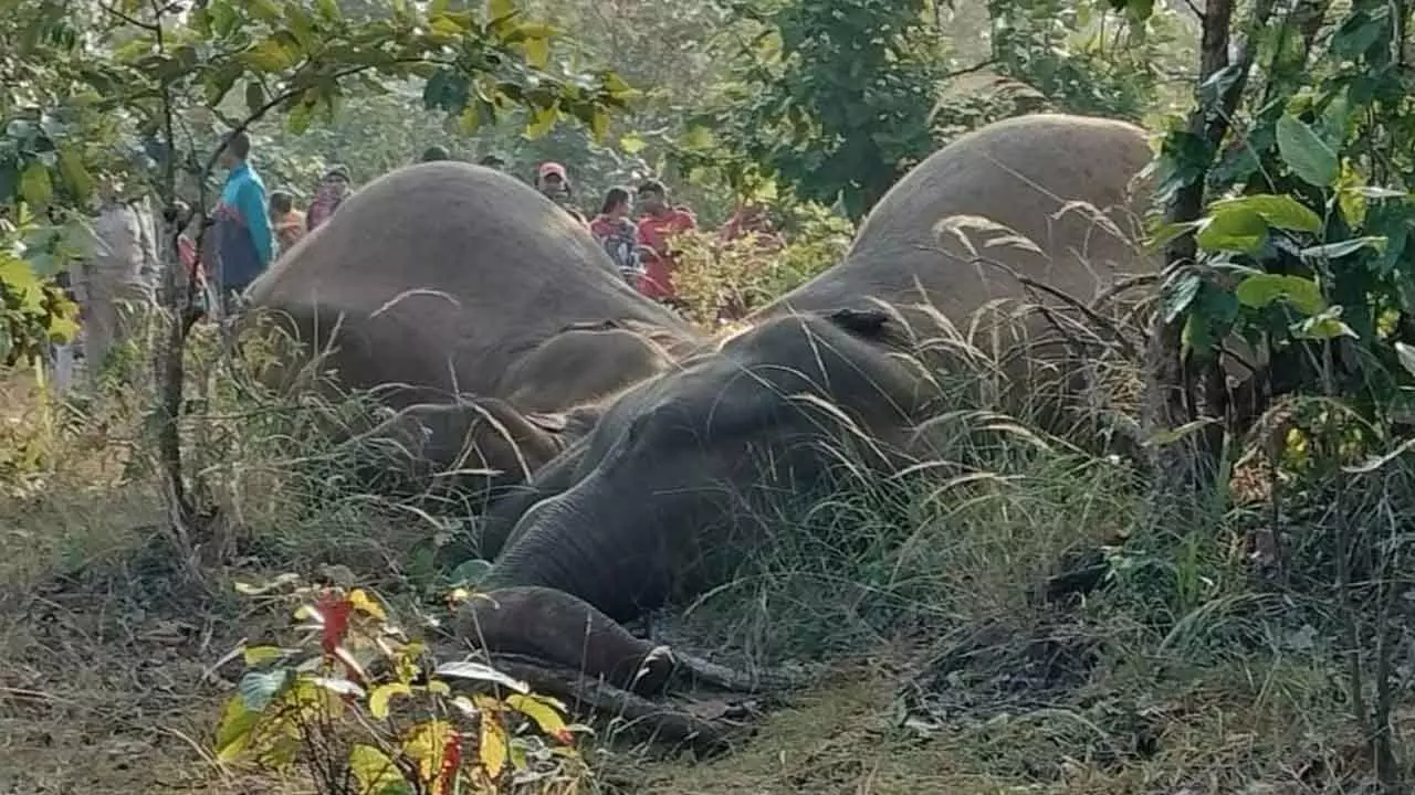 3 elephants electrocuted in Sambalpur