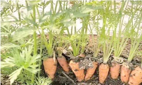 2 vegetable varieties of Himachal varsity get national recognition