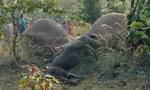 3 elephants electrocuted in Sambalpur