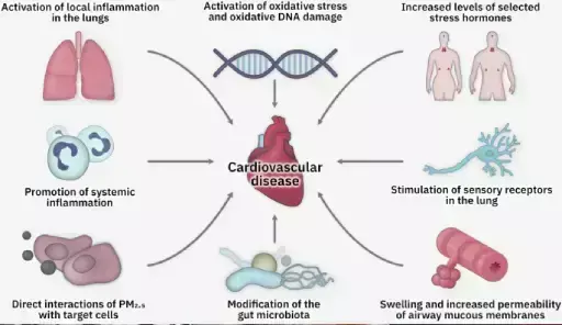 Six Useful Strategies to Control Your Heart During the Pollution Season