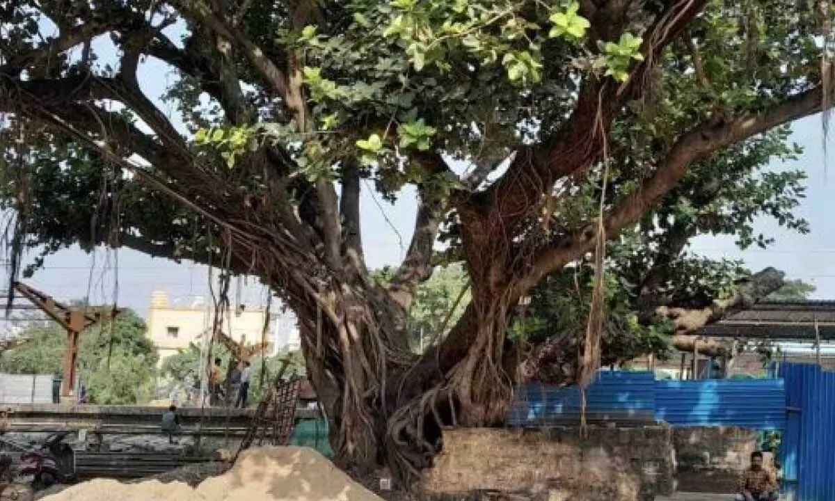 INTACH urges Odisha govt to declare old trees as heritage