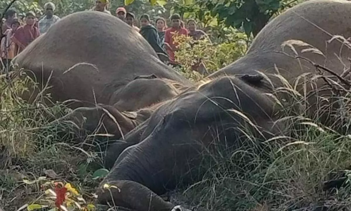 3 forest staffers suspended for elephant deaths