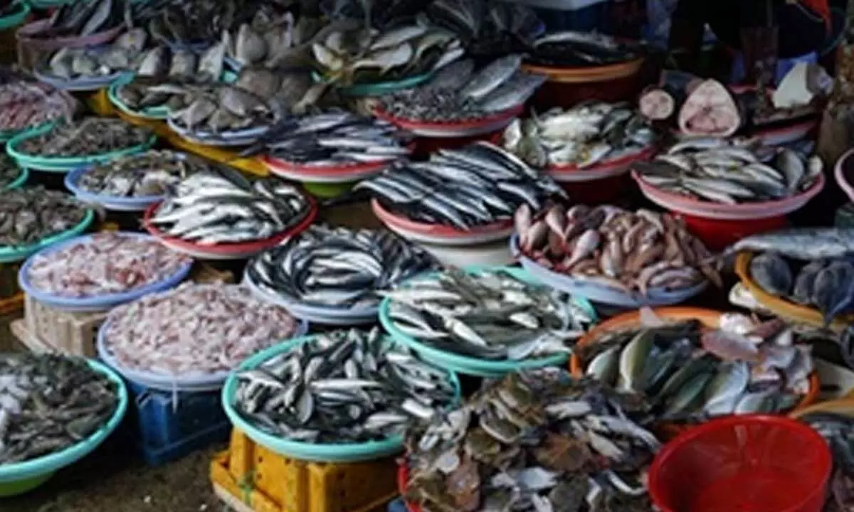 On World Fisheries Day, new schemes to be launched to push growth