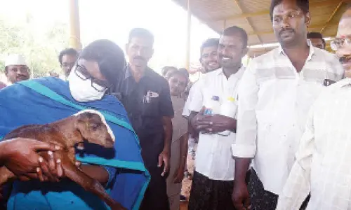 Collector K Vetri Selvi supervising vaccination to sheep at Akkupalli Gokavaram village on Tuesday