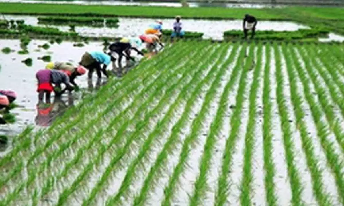 TN Delta farmers worried over fertiliser shortage