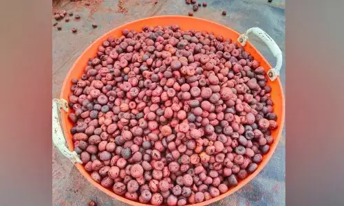 Shivamogga farmers in panic after areca nut’s likely carcinogenic risk