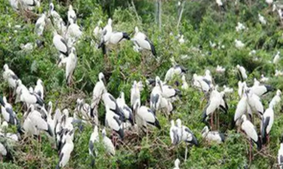 Multifold Increase in migratory bird population at TN bird sanctuary