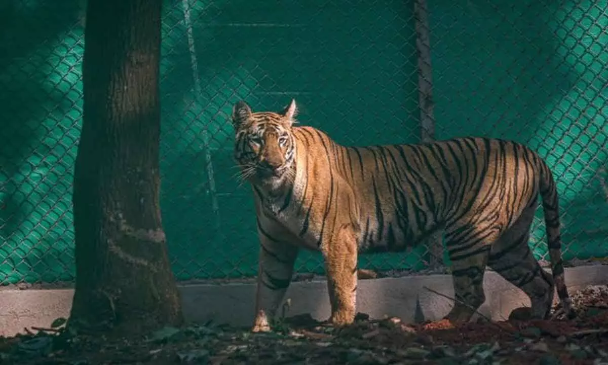 Tigress ‘Zeenat’ released into wild in Similipal