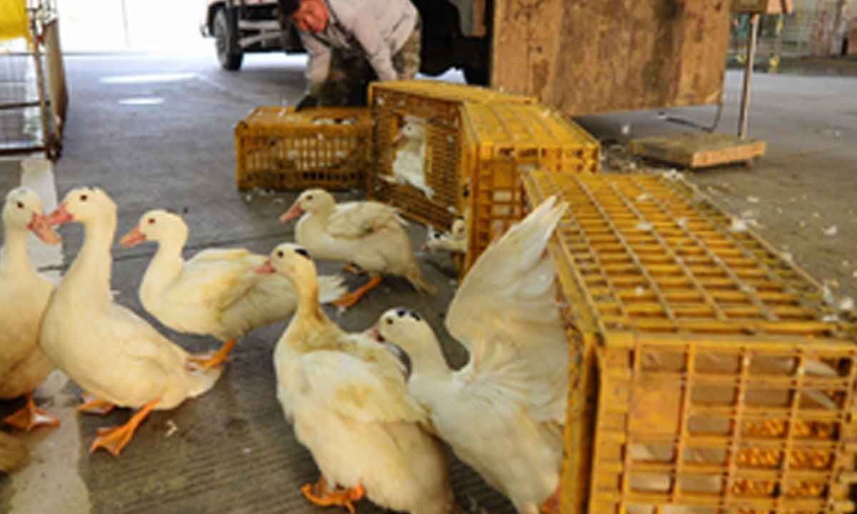 Japan's Saitama reports first bird flu outbreak this season