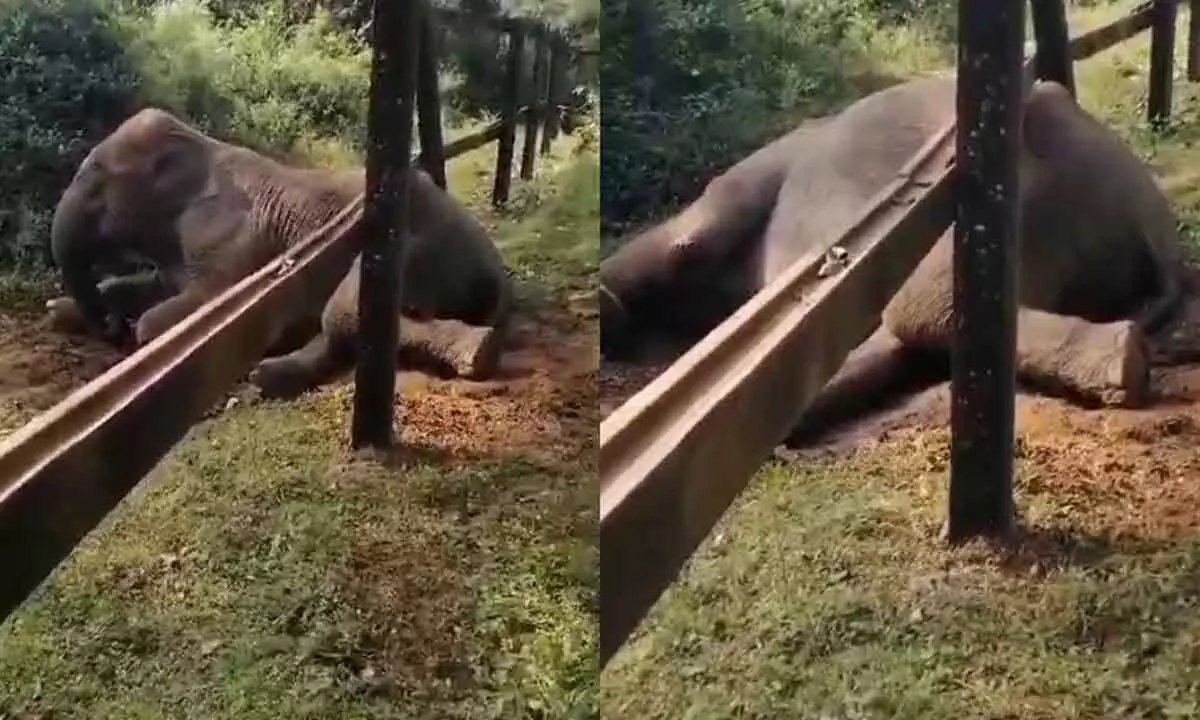 Wild Elephant Gets Stuck at Rail Track Fence Forest Department Frees Animal