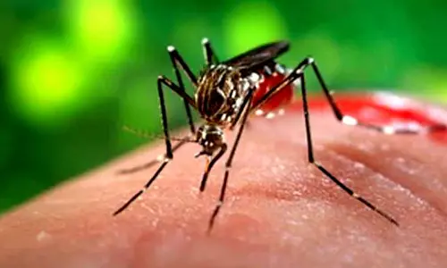 Bangladesh records 11 dengue deaths, toll rises to 459
