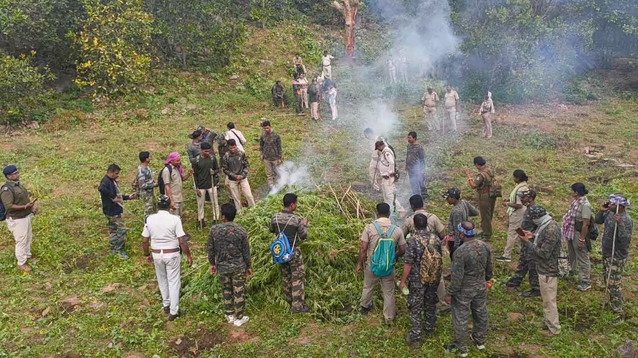 Odisha police launch drive to eliminate ganja cultivation