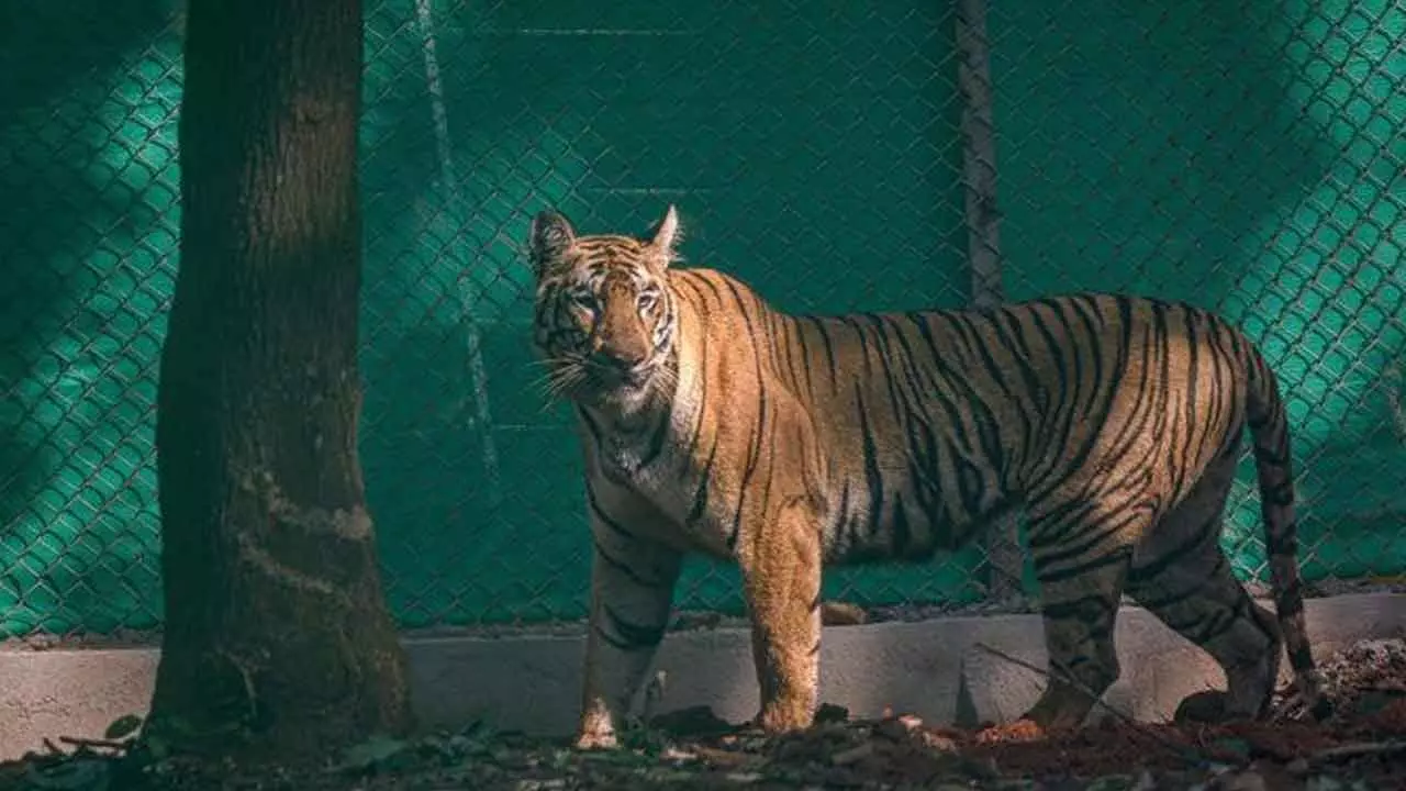 Tigress ‘Zeenat’ released into wild in Similipal