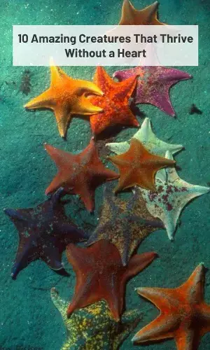 10 Amazing Creatures That Thrive Without a Heart