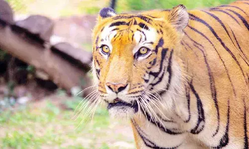 Bengal Tiger ‘Madhu’ dies at SV Zoo Park