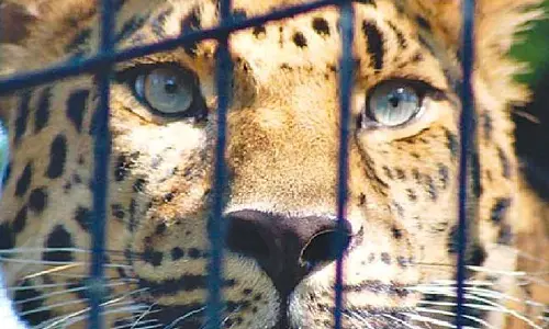 2 leopards captured near Bengaluru after fatal attack on woman