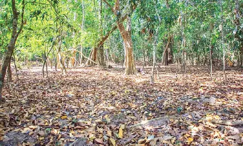 Need Project Certificate for rehabilitation of forest dwellers