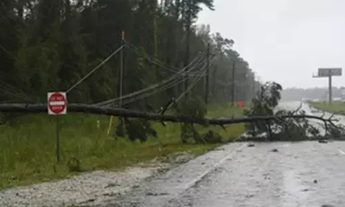 Man killed, teenager injured by falling tree branch in Australia