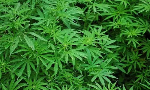 Fijian police seize over 400 marijuana plants