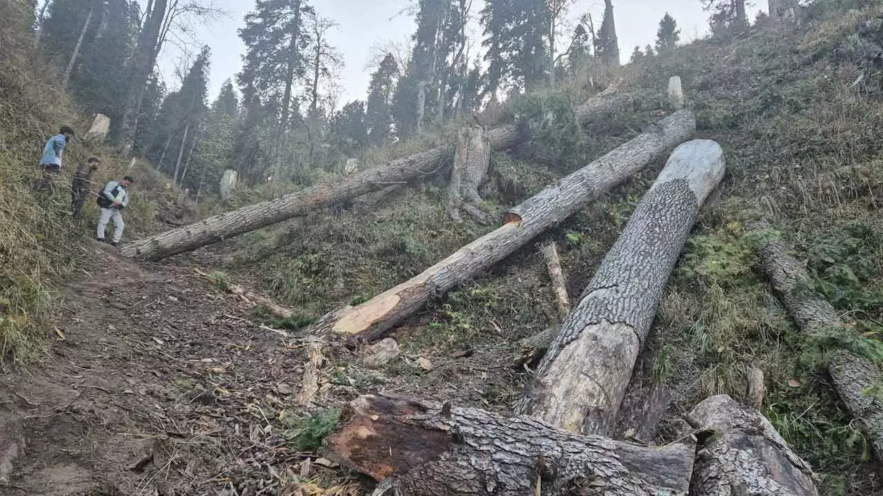 77 cases of illegal felling of trees reported in Doda