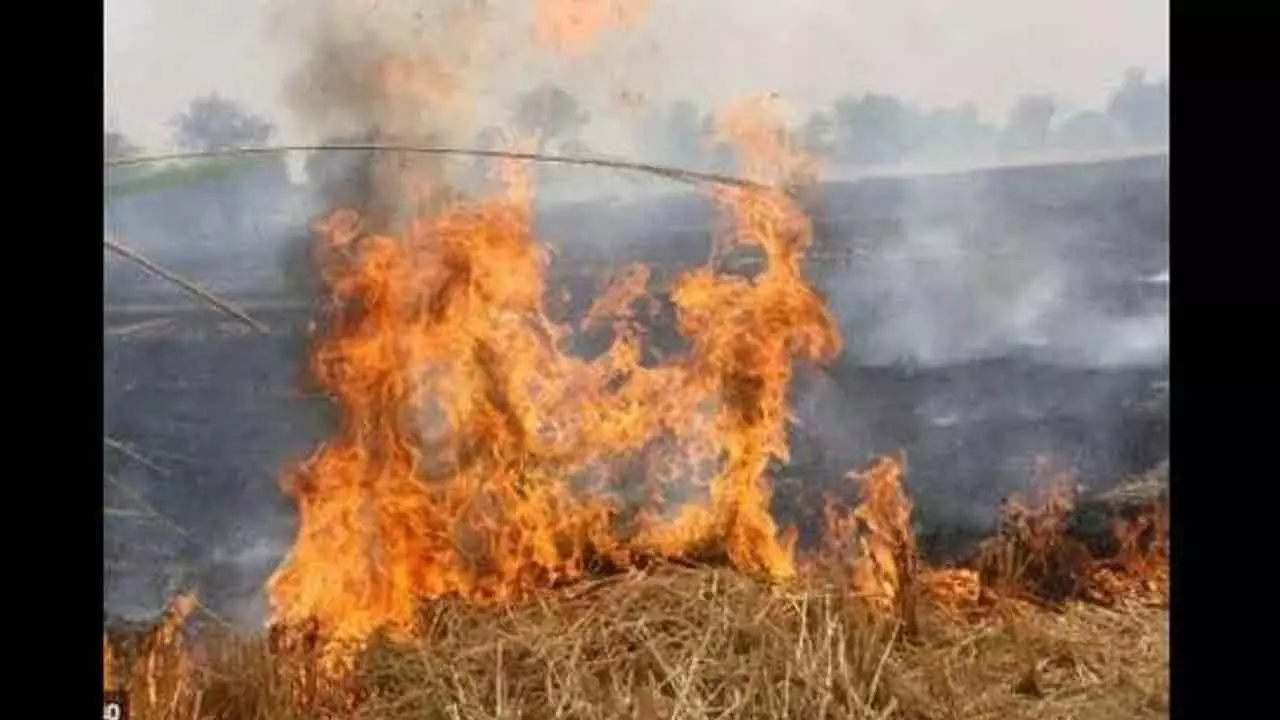 70% decrease in Punjabs stubble burning incidents