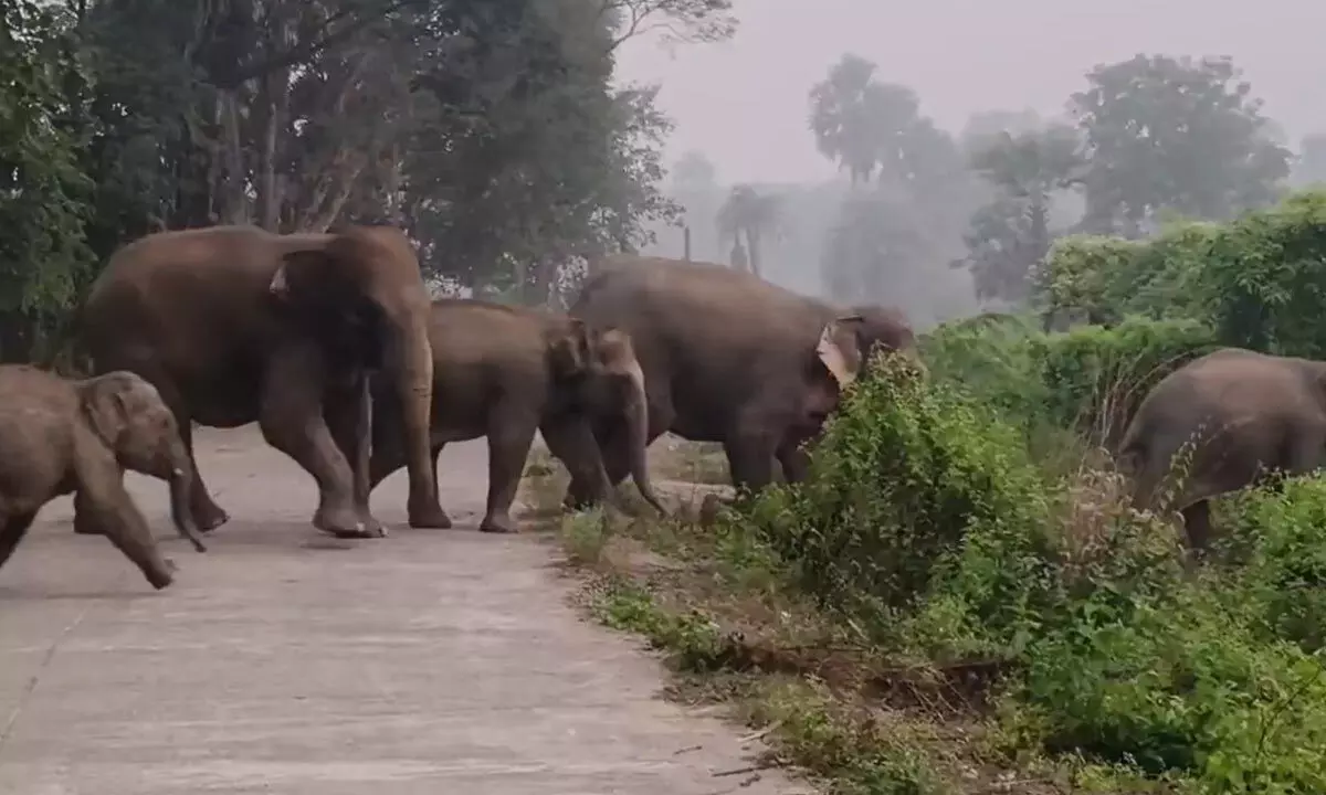 2,103 elephants counted in Odisha forests