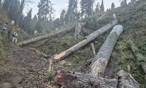 77 cases of illegal felling of trees reported in Doda