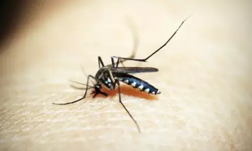 Mosquito bites rob Hyderabad denizens of good night sleep