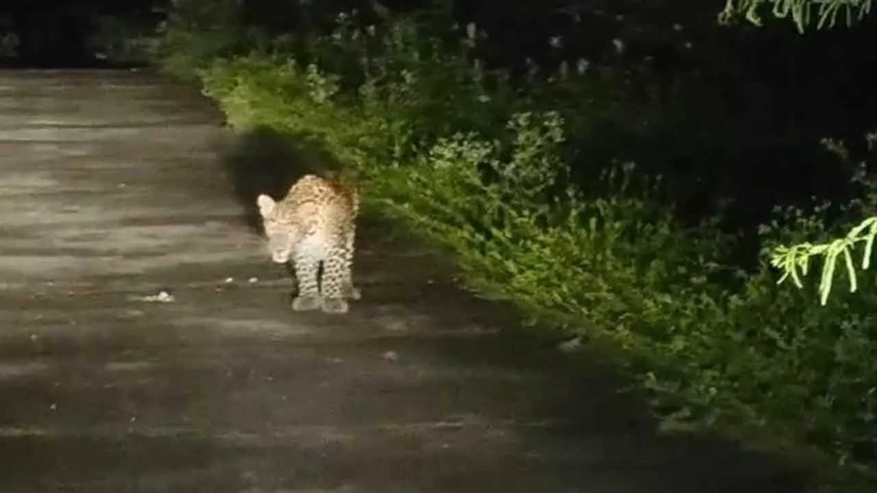 Leopard spotted near Penchalakona