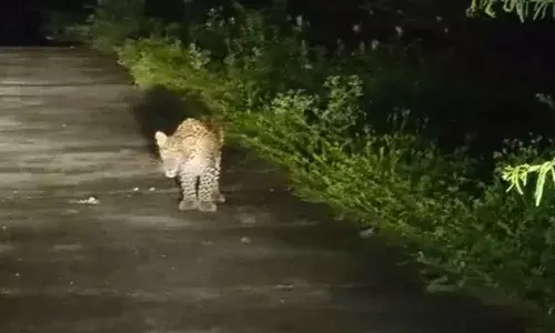 Leopard spotted near Penchalakona