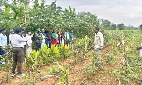 The foreign delegates visiting a natural farming field in Seegalapalli village of Kuppam constituency on Friday