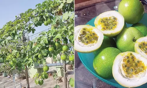 Their ‘passion’ for vines, flowers reaps benefits!