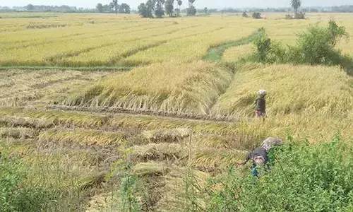Paddy procurement yet to gain pace in Srikakulam
