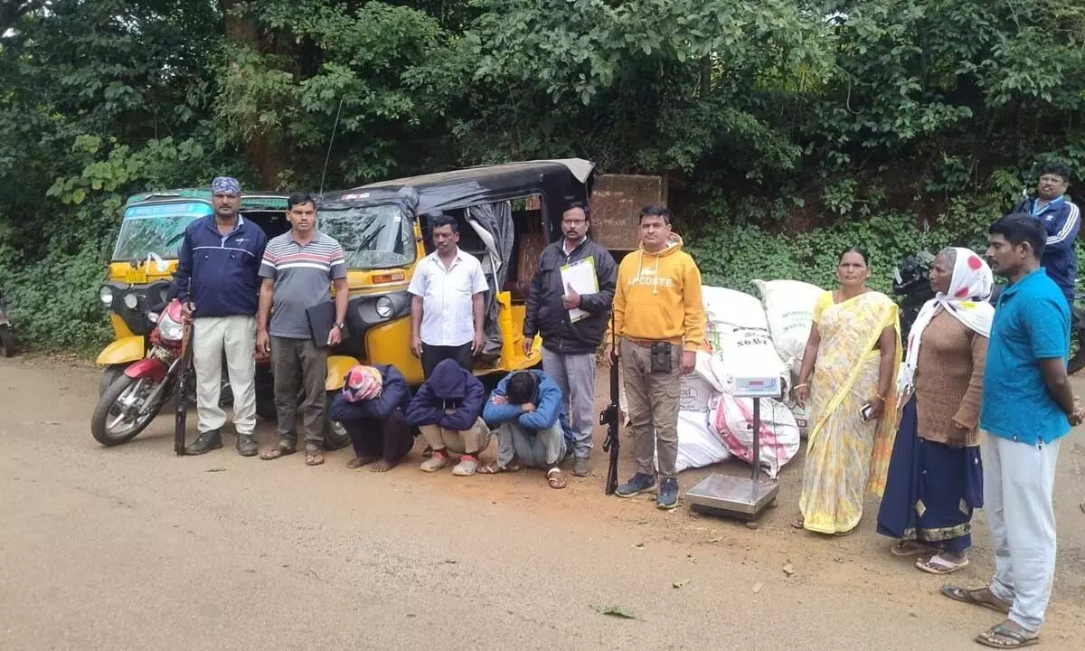 Pedabayalu police with accused and seized ganja on Sunday