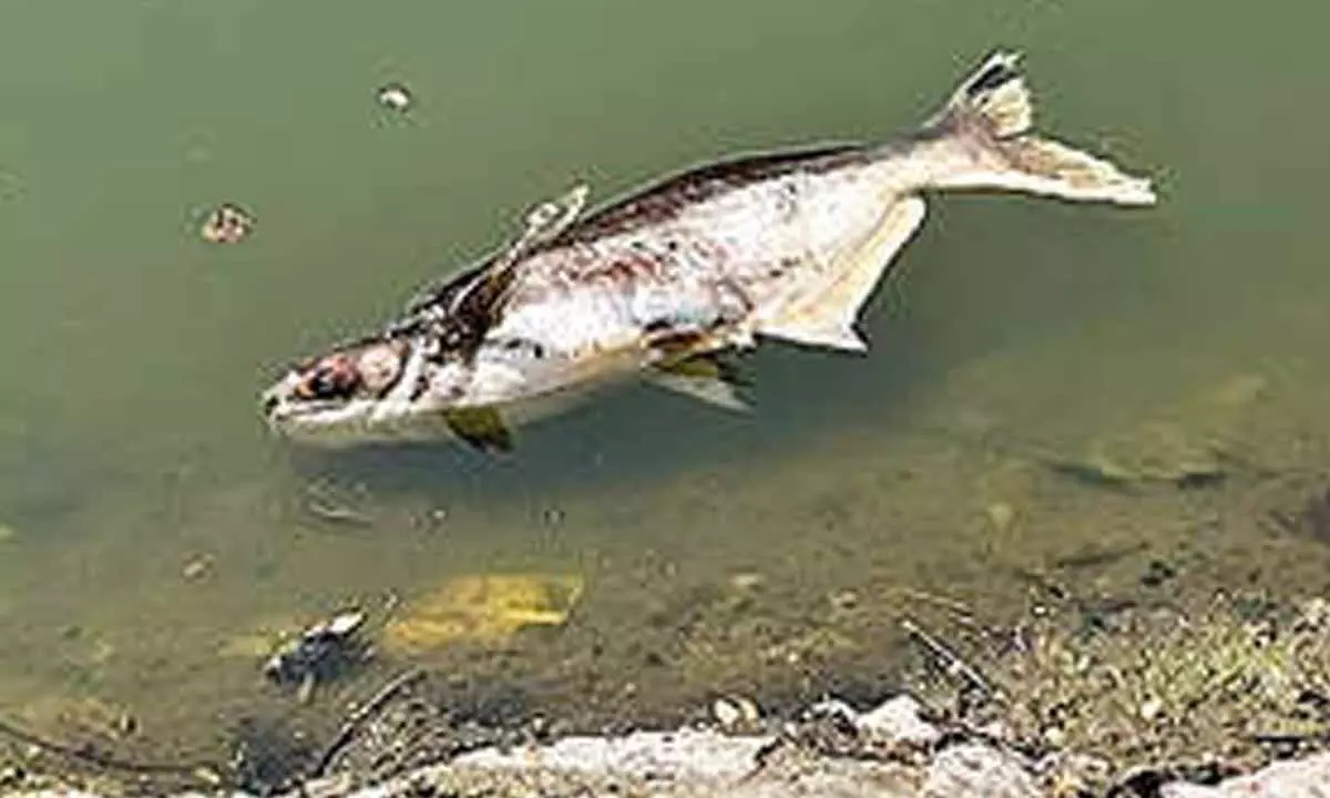 Once cynosure of all eyes, Public Garden lake gasping for survival