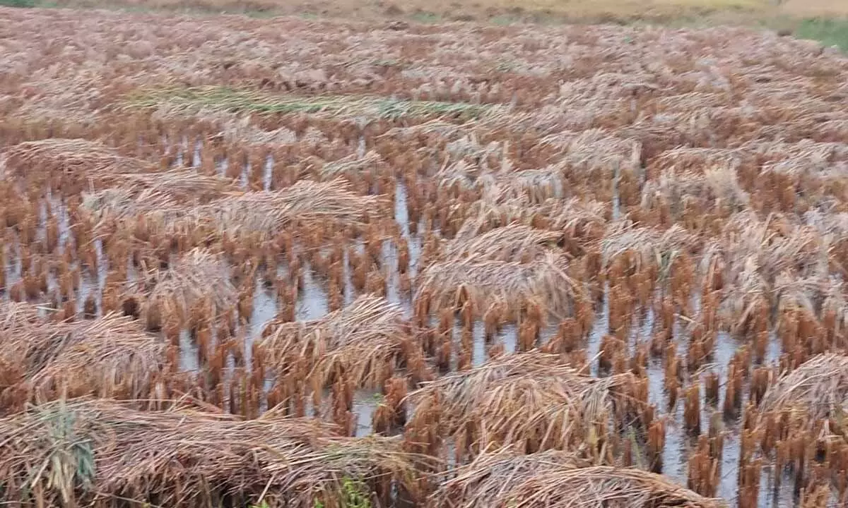 Harvested paddy heaps inundated in Amadalavalasa mandal in Srikakulam district