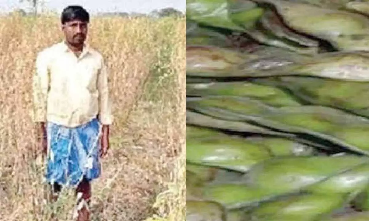 Togari crop faces massive losses in Kalaburagi region