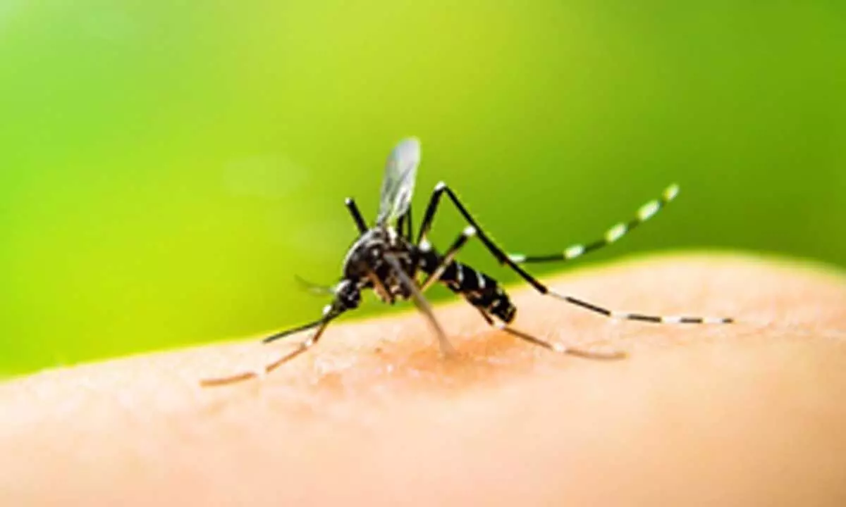 Bangladeshs dengue deaths near 500