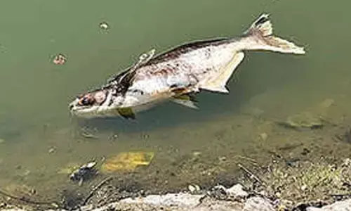 Once cynosure of all eyes, Public Garden lake gasping for survival