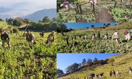 Over 19,135 acres of poppy cultivation destroyed in seven years: Manipur govt report