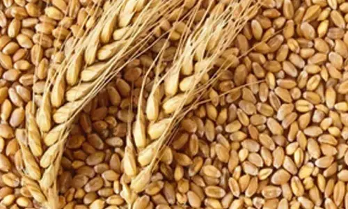 Area sown under Rabi crop crosses 428 lakh hectares mark